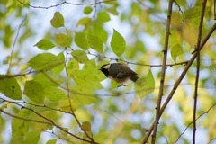 Periparus ater
