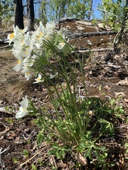 Anemonastrum sibiricum