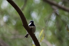 Periparus ater