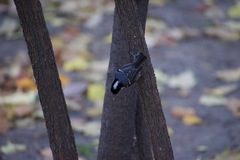 Periparus ater