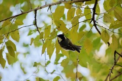 Periparus ater