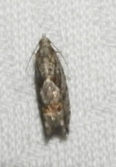 Gretchena concubitana