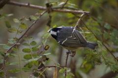 Periparus ater