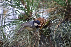 Periparus ater