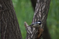 Periparus ater