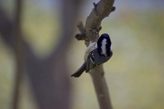 Periparus ater