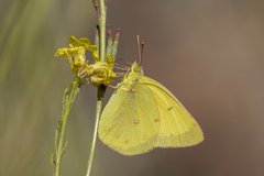 Colias harfordii