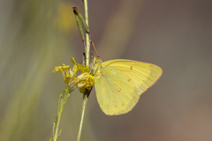 Colias harfordii