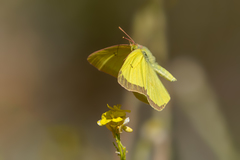 Colias harfordii