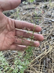 Galium bolanderi