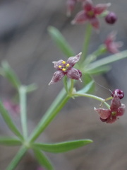 Galium bolanderi