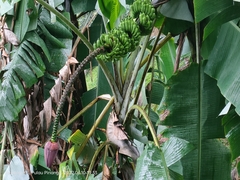 Musa acuminata malaccensis
