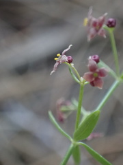 Galium bolanderi