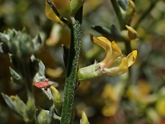 Acmispon procumbens