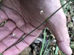 Arthropodium milleflorum