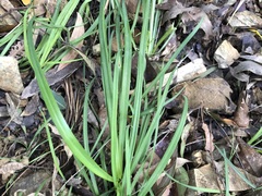 Arthropodium milleflorum