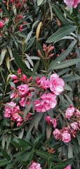 Nerium oleander