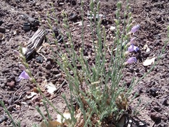 Penstemon linarioides