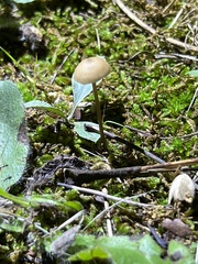 Entoloma olivaceomarginatum