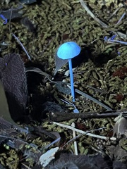 Entoloma olivaceomarginatum