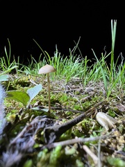 Entoloma olivaceomarginatum