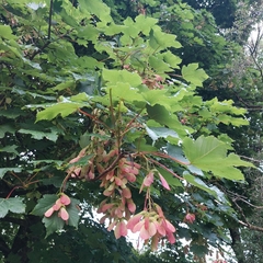 Acer pseudoplatanus