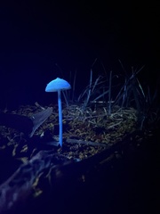 Entoloma olivaceomarginatum