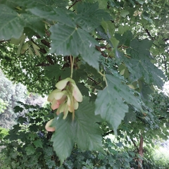 Acer pseudoplatanus