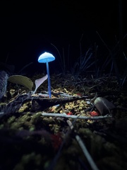 Entoloma olivaceomarginatum