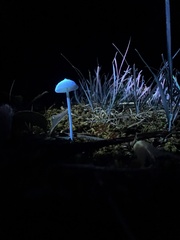 Entoloma olivaceomarginatum