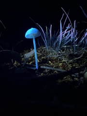 Entoloma olivaceomarginatum