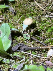 Entoloma olivaceomarginatum