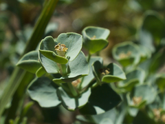 Euphorbia lurida