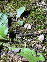 Entoloma olivaceomarginatum