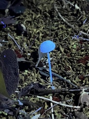 Entoloma olivaceomarginatum