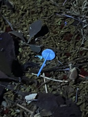 Entoloma olivaceomarginatum