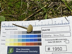 Entoloma olivaceomarginatum