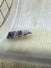 Neocochylis hybridella