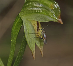 Pterostylis diminuta