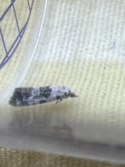 Neocochylis hybridella