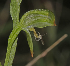 Pterostylis diminuta