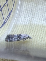 Neocochylis hybridella