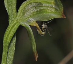 Pterostylis diminuta