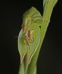 Pterostylis diminuta