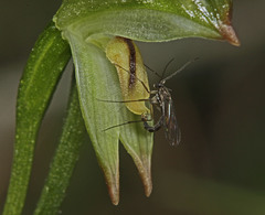 Pterostylis diminuta