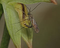 Pterostylis diminuta