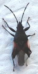 Oxycarenus lavaterae