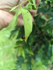 Agomadaranus