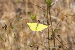 Colias harfordii