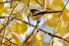 Aegithalos caudatus
